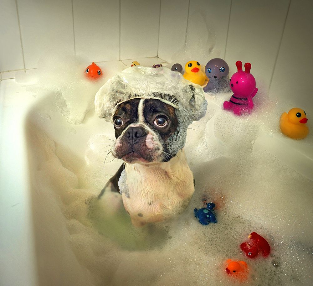 The Bath art print by DDiArte for $57.95 CAD