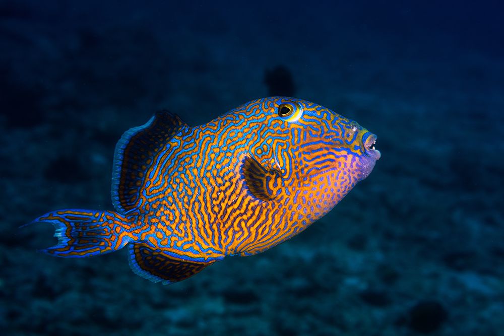 Blue Triggerfish art print by Barathieu Gabriel for $57.95 CAD