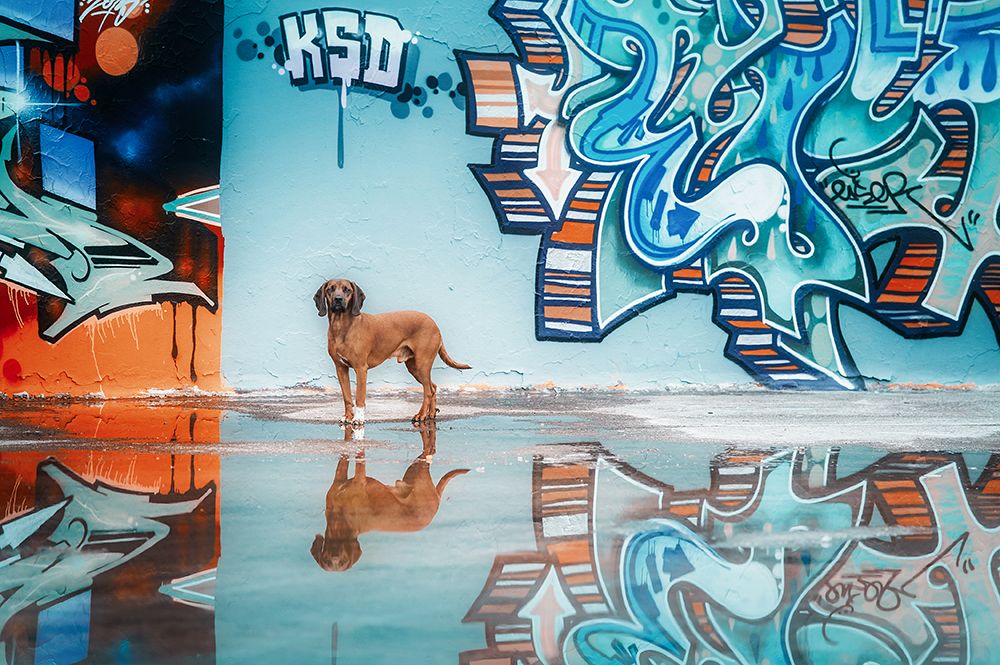 Vibrant Dog Reflection art print by Heike Willers for $57.95 CAD