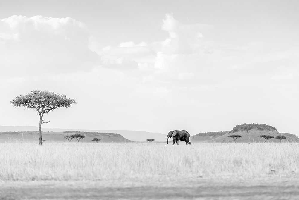 High Key Savannah art print by Jaco Marx for $57.95 CAD
