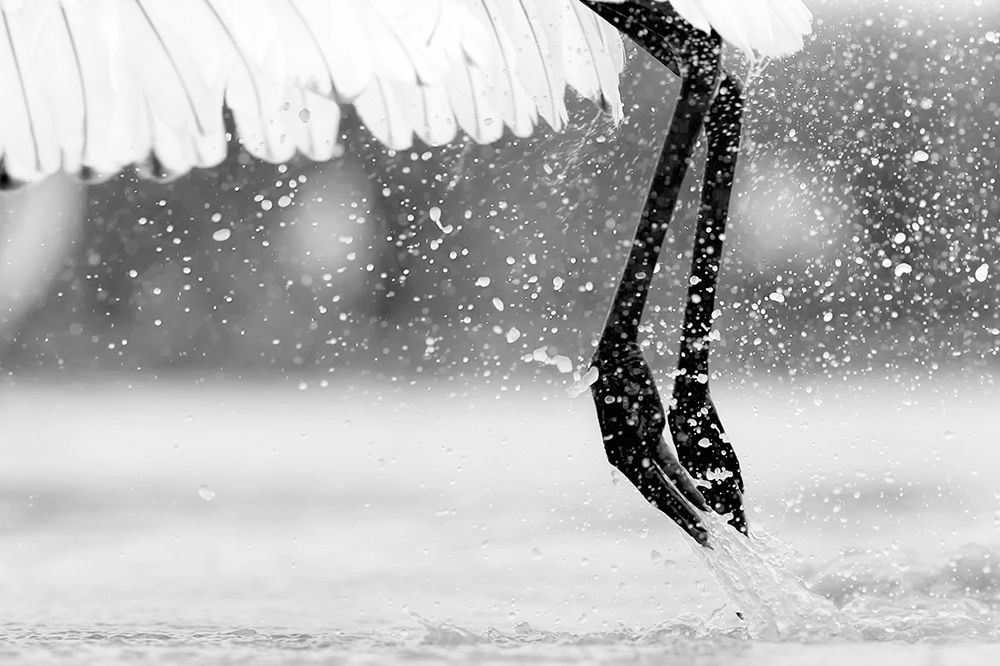 Taking Off art print by Jun Zuo for $57.95 CAD