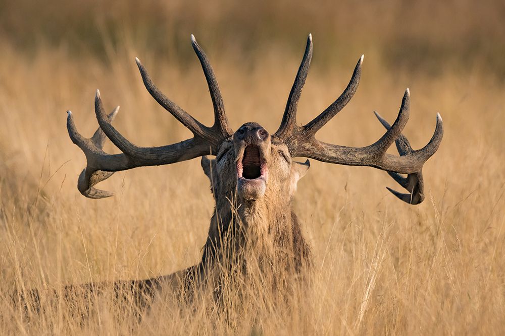 Ready To Rut art print by Kutub Uddin for $57.95 CAD