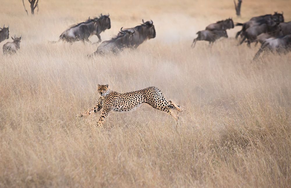 Cheetah Hunting art print by Jun Zuo for $57.95 CAD