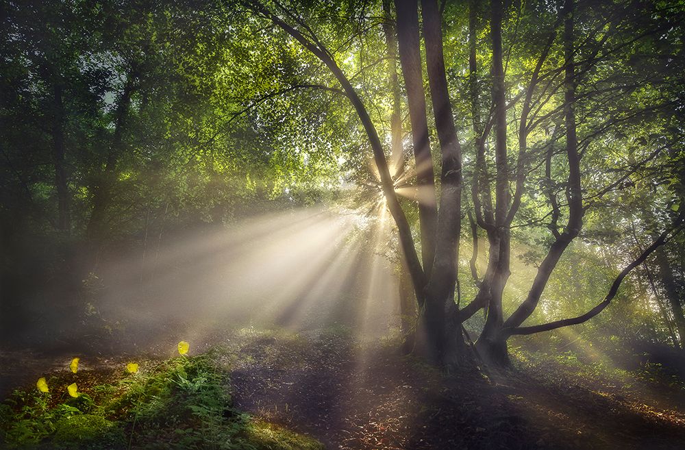The Morning Light art print by Fran Osuna for $57.95 CAD