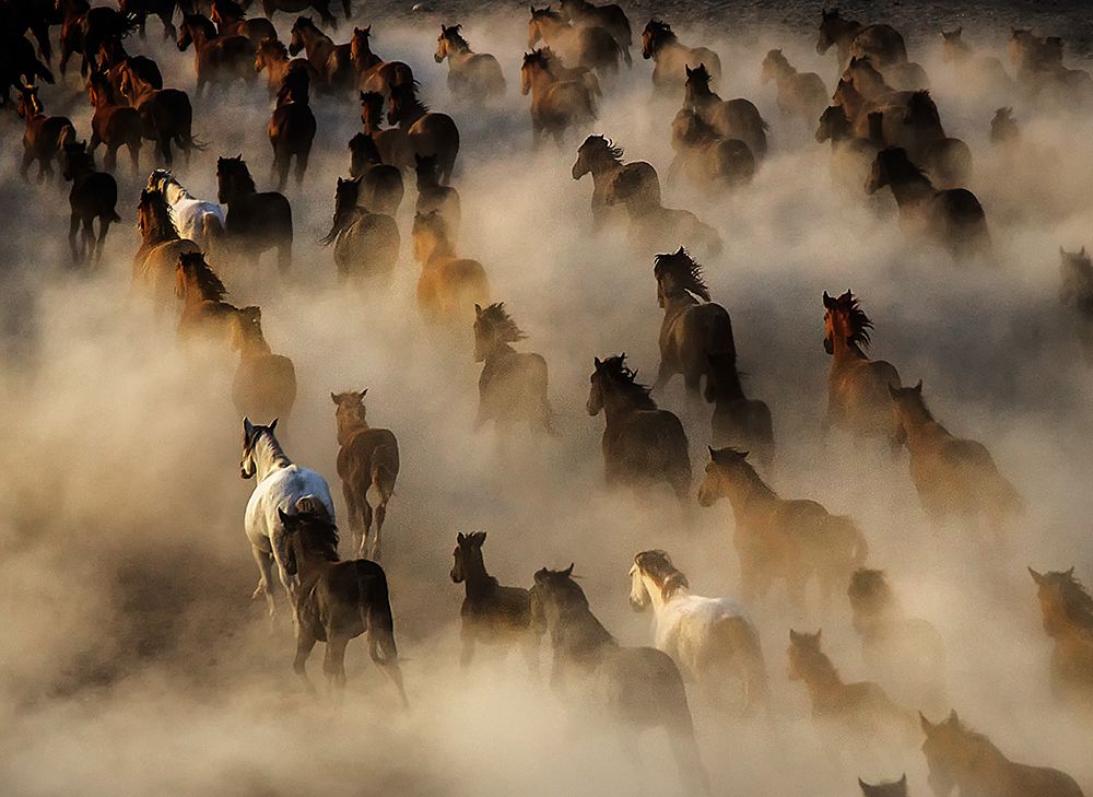 Wild horses art print by Mehmet Bedir for $57.95 CAD