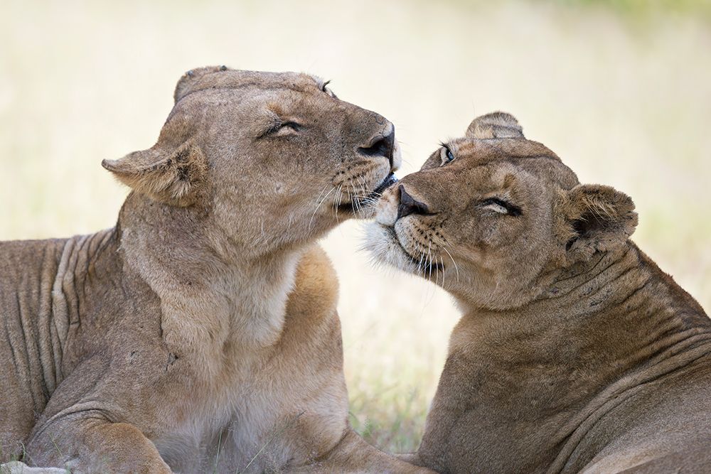 Wild tenderness art print by Marco Pozzi for $57.95 CAD