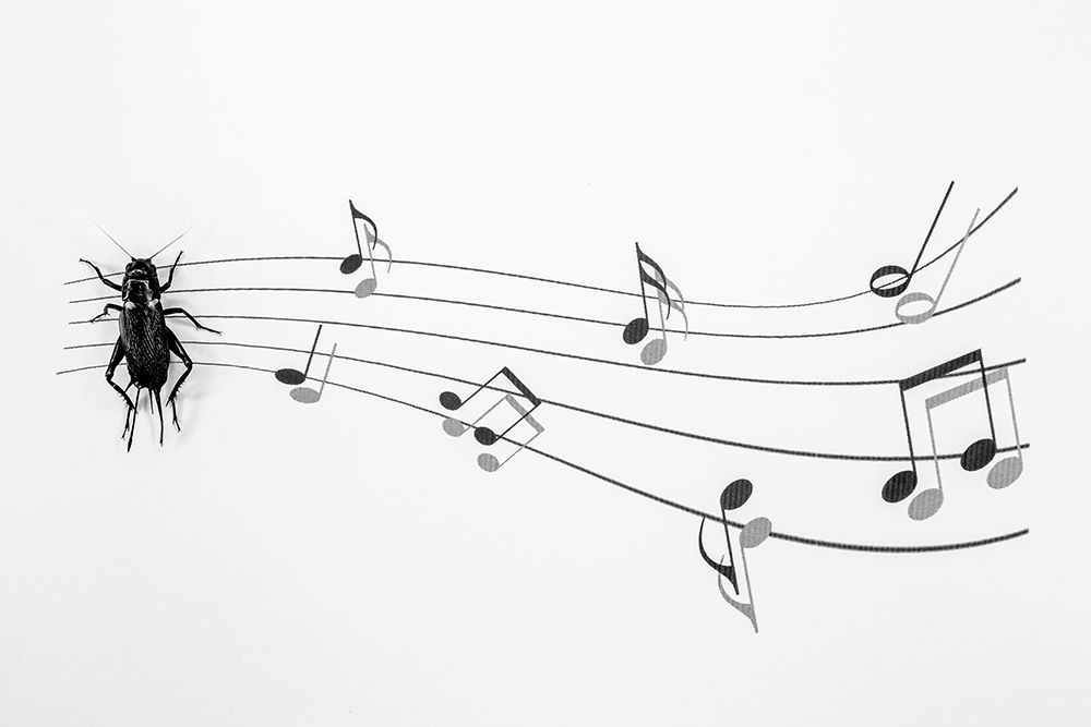 The Music Of Nature art print by Stefano Mallus for $57.95 CAD