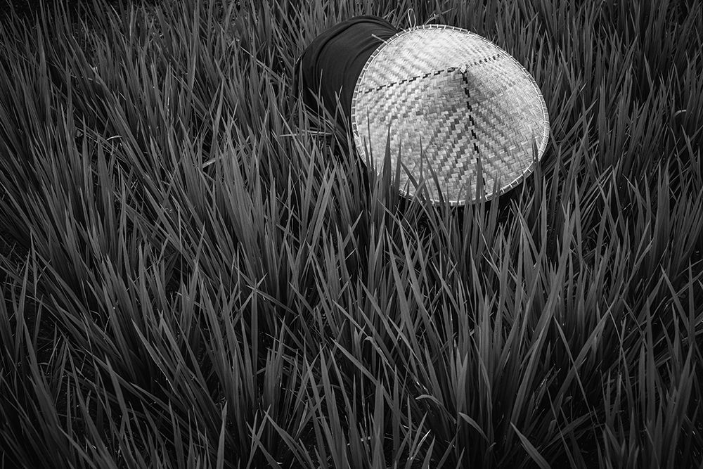 Rice Fields In Bw art print by Gloria Salgado Gispert for $57.95 CAD