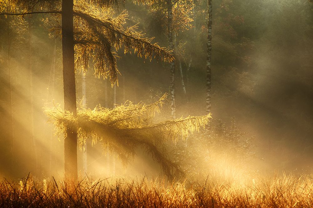 autumn light art print by Maurice Mies for $57.95 CAD