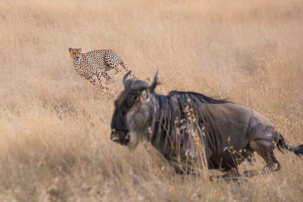 Cheetah Hunting - 2 art print by Jun Zuo for $57.95 CAD