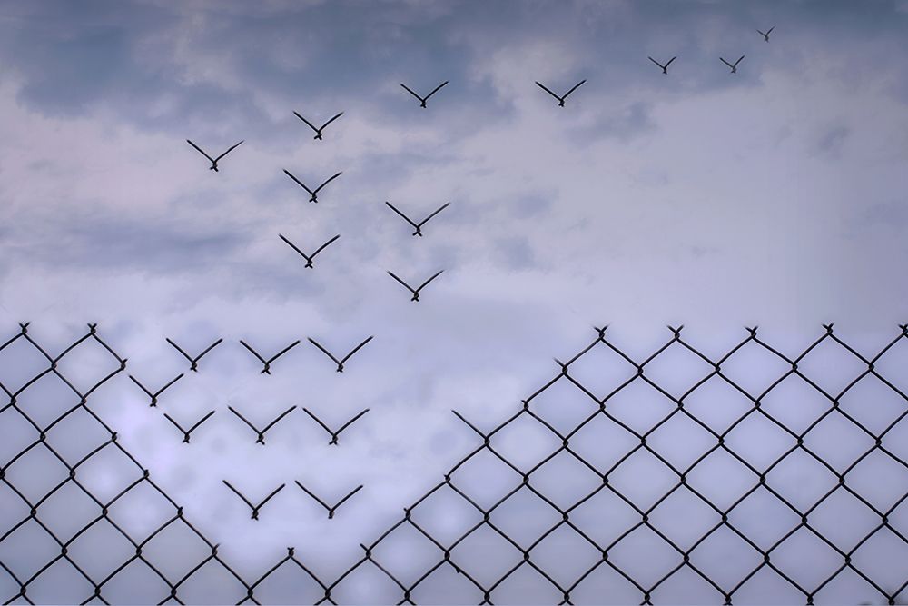 Donaat Fence Me In! art print by Bjorn Emanuelson for $57.95 CAD