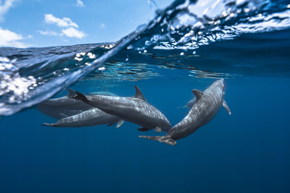 Dolphins art print by Barathieu Gabriel for $57.95 CAD