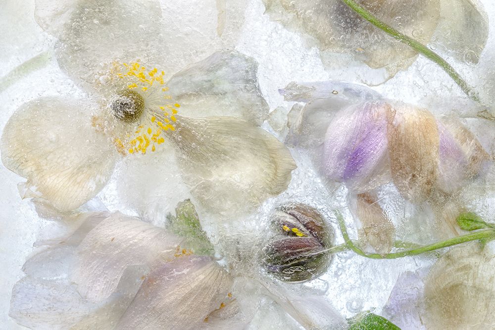 Anemone Frost art print by Mandy Disher for $57.95 CAD