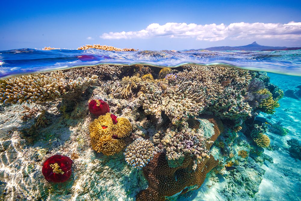 Mayotte : The Reef art print by Barathieu Gabriel for $57.95 CAD