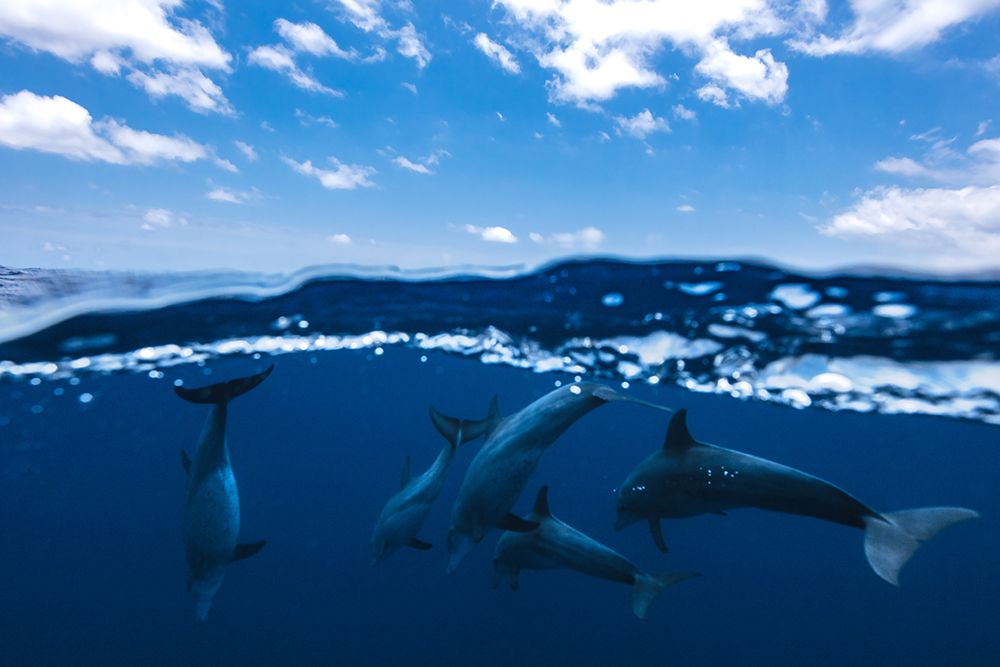Between Air And Water With The Dolphins art print by Barathieu Gabriel for $57.95 CAD