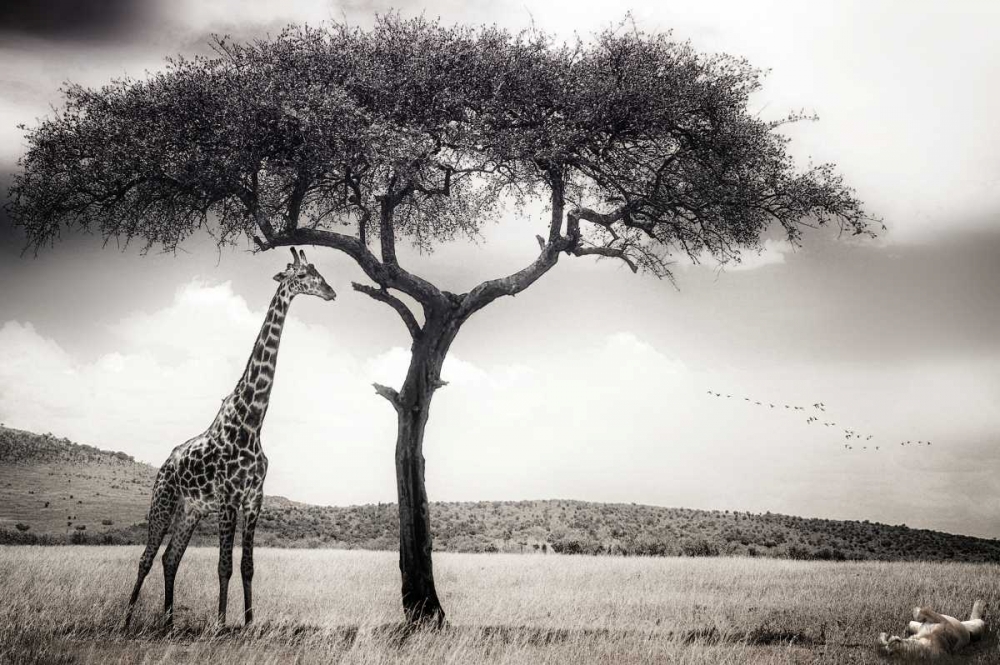 Under The African Sun art print by Piet Flour for $57.95 CAD