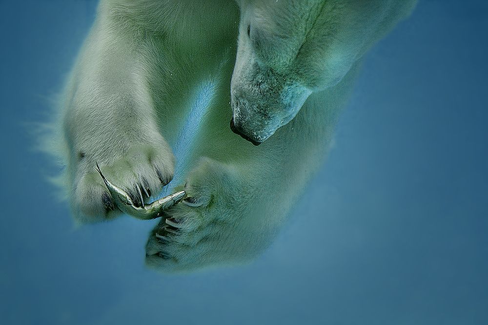 icebaer art print by Peter Wagner for $57.95 CAD