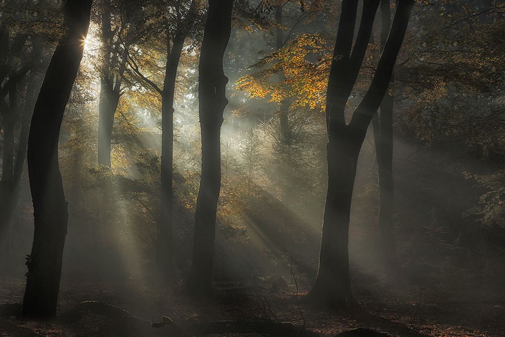 Sunbeam art print by Nel Talen for $57.95 CAD