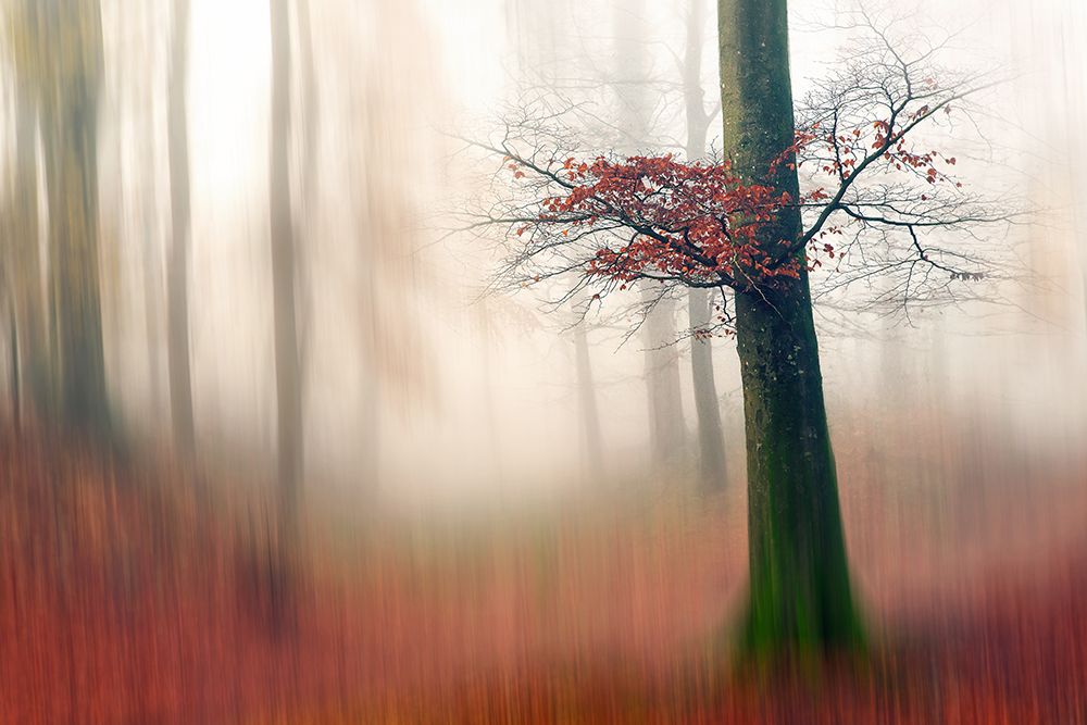 Red Leaves And The Hidden Path. art print by Leif Londal for $57.95 CAD