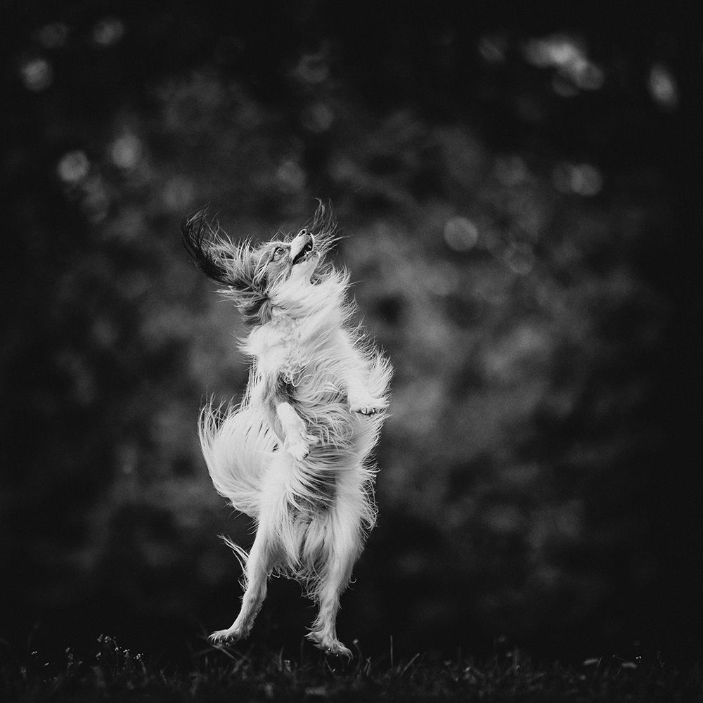 ...Joyfulness... art print by Pali Gerec for $57.95 CAD