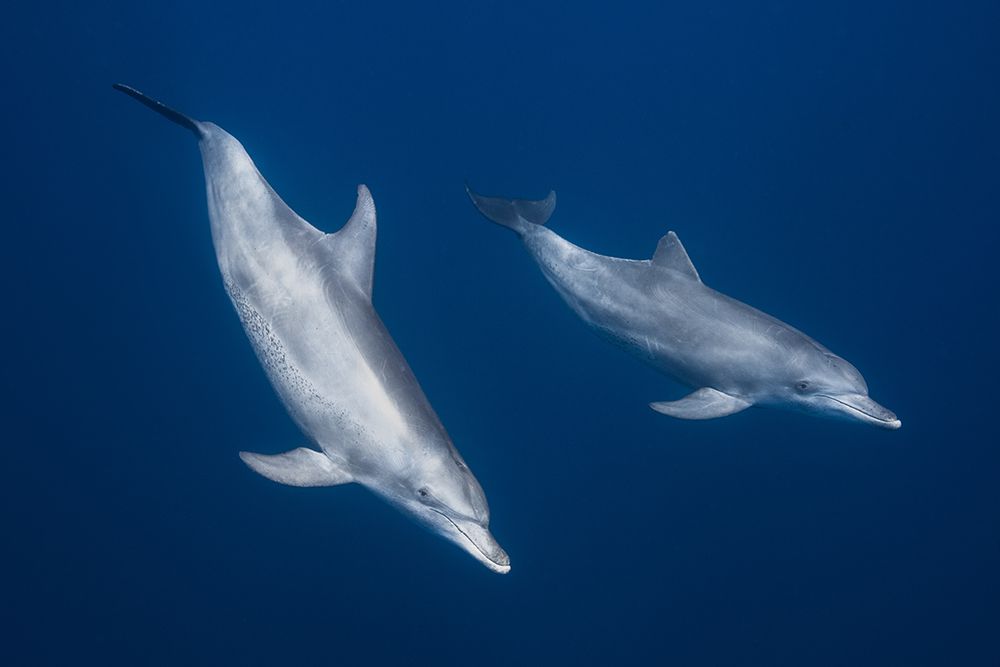 Bottlenose Dolphins art print by Barathieu Gabriel for $57.95 CAD