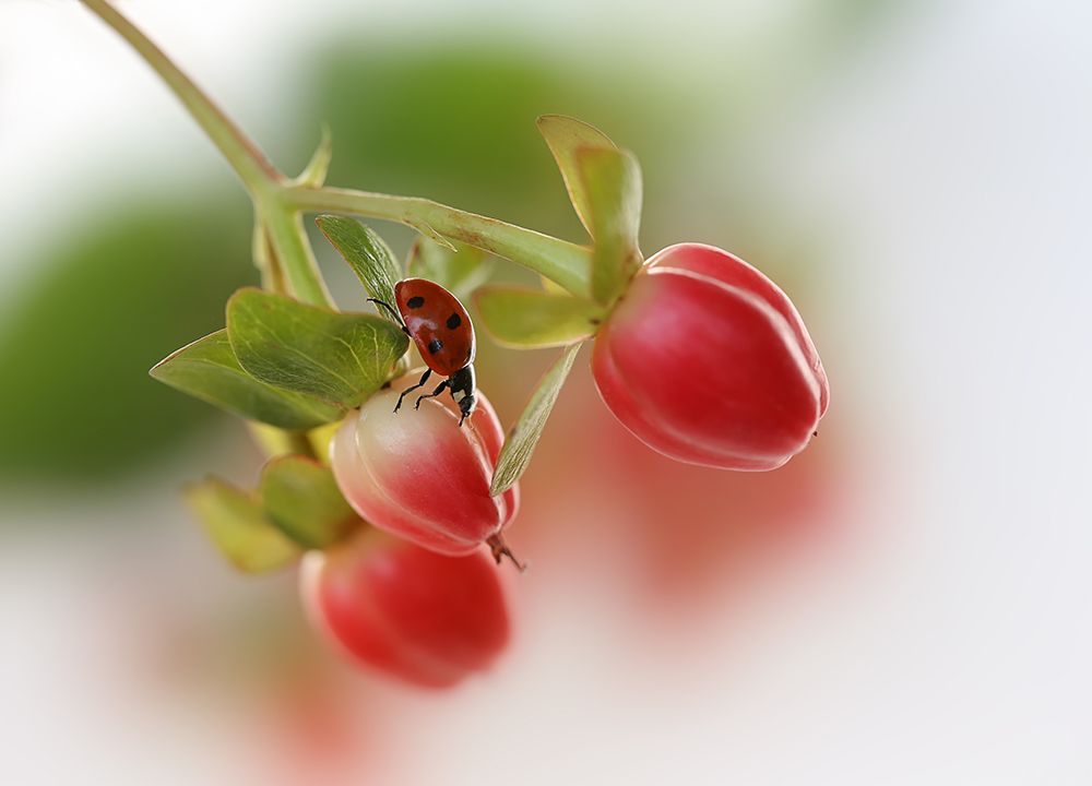Red and green by Ellen van Deelen