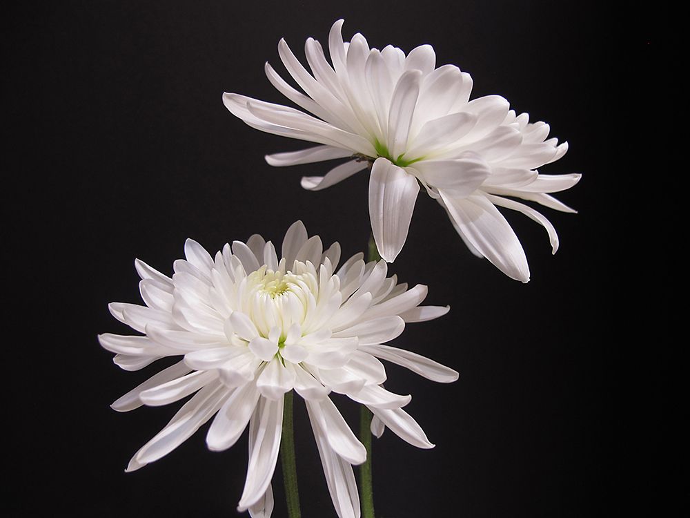 Simple Beauty art print by Kelly Holm for $57.95 CAD