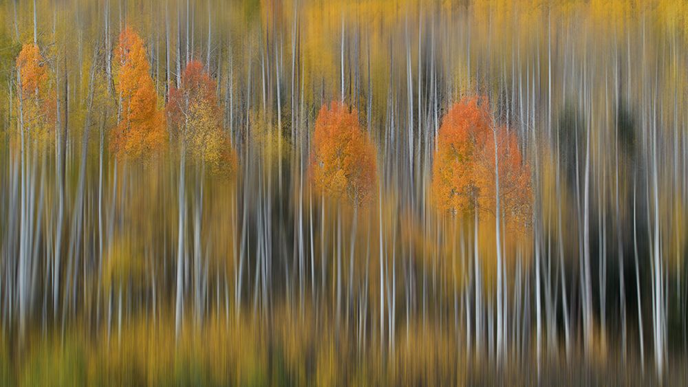 Fall Impression #2 art print by Austin for $57.95 CAD