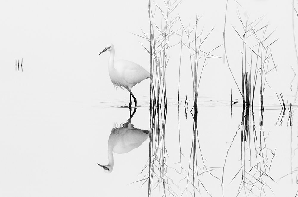 White art print by Zhecho Planinski for $57.95 CAD