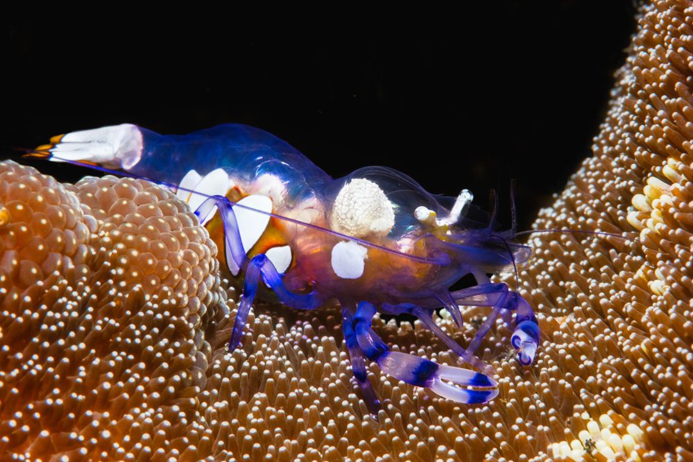 Peacock-tail anemone shrimp art print by Barathieu Gabriel for $57.95 CAD