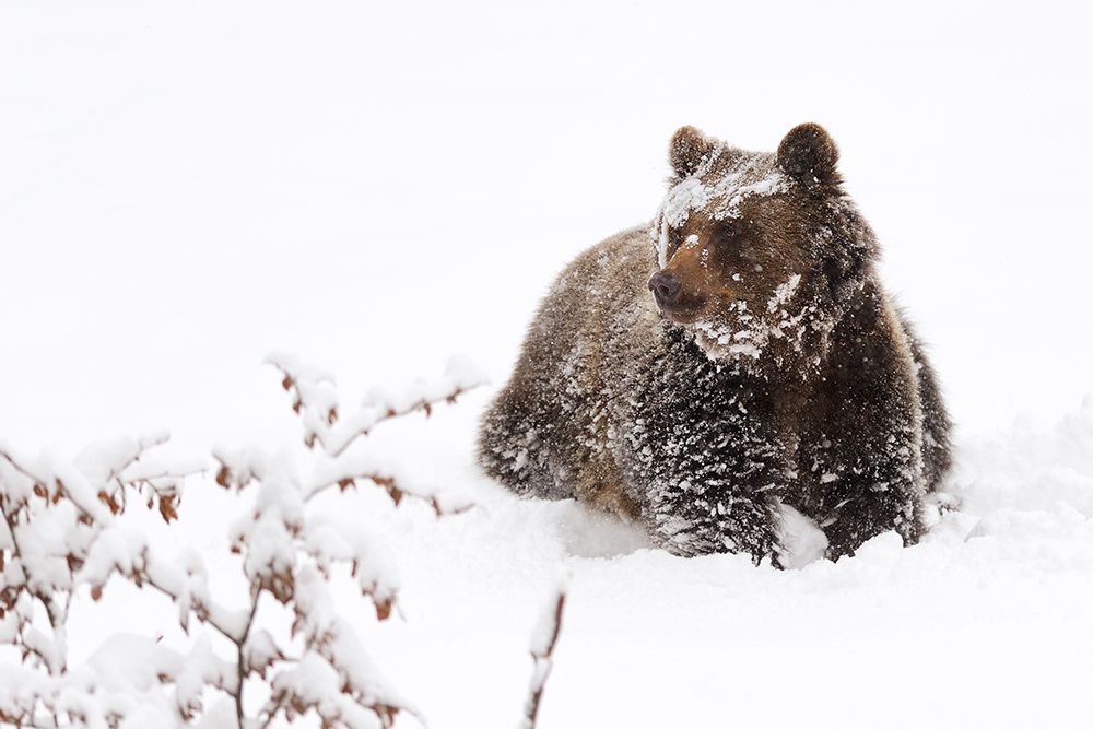 Bear in the snow art print by Marco Pozzi for $57.95 CAD