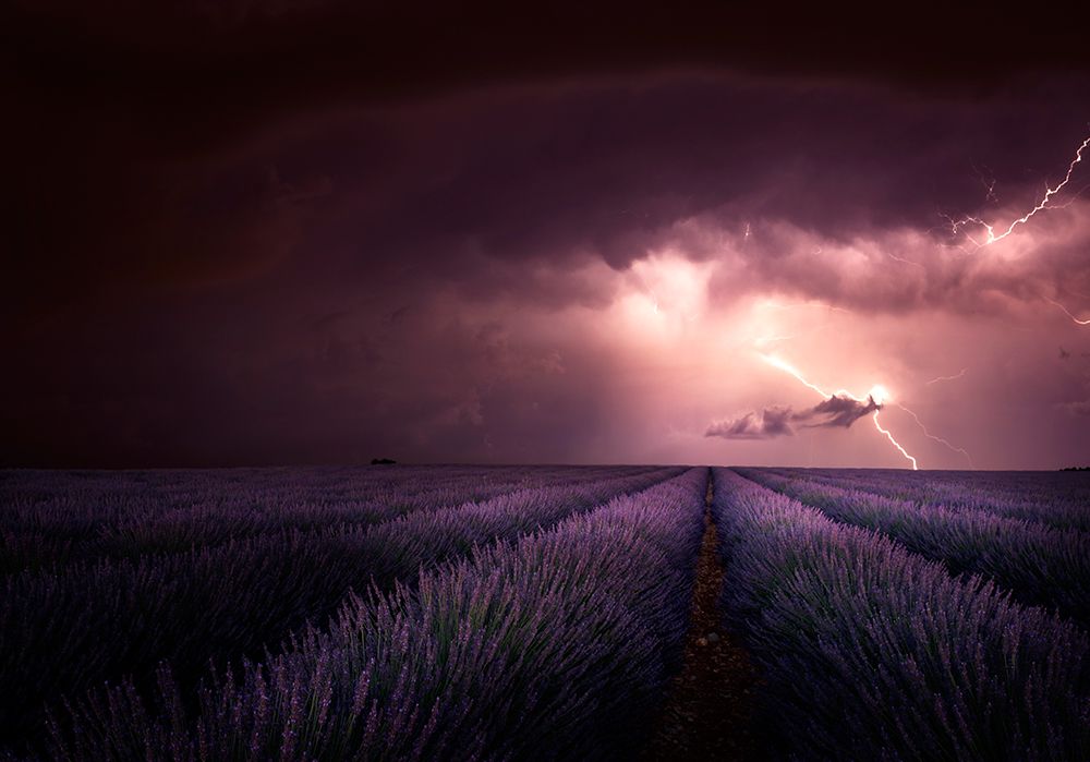 Lavender Fragrance art print by Nicolas Schumacher for $57.95 CAD