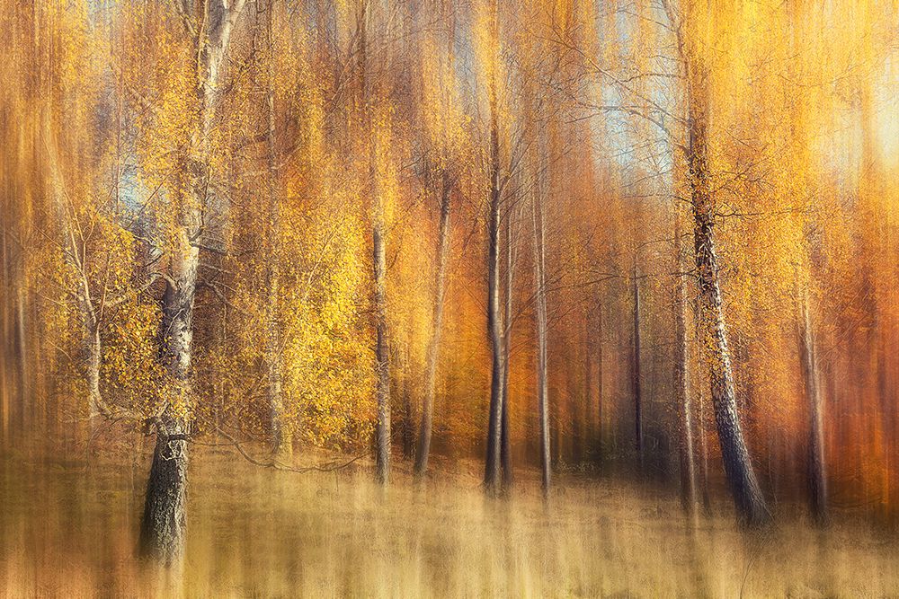Autumn Birches art print by Gustav Davidsson for $57.95 CAD