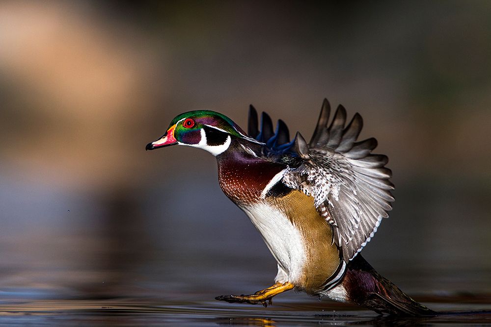 Soft landing by verdon