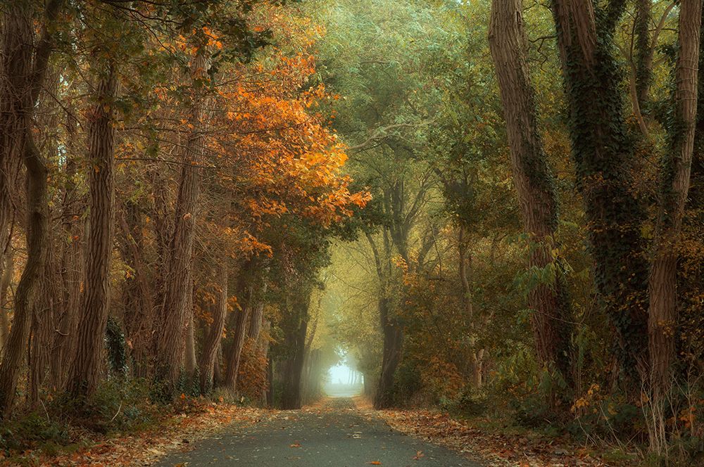 Country Road art print by Anton Van Dongen for $57.95 CAD