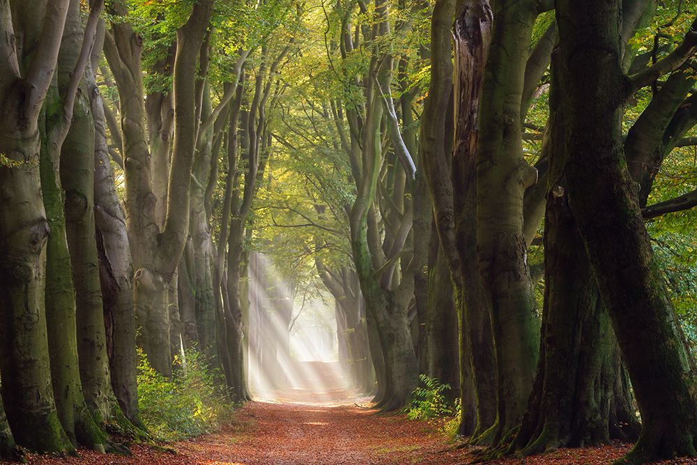A Glorious Day art print by Ellen Borggreve for $57.95 CAD