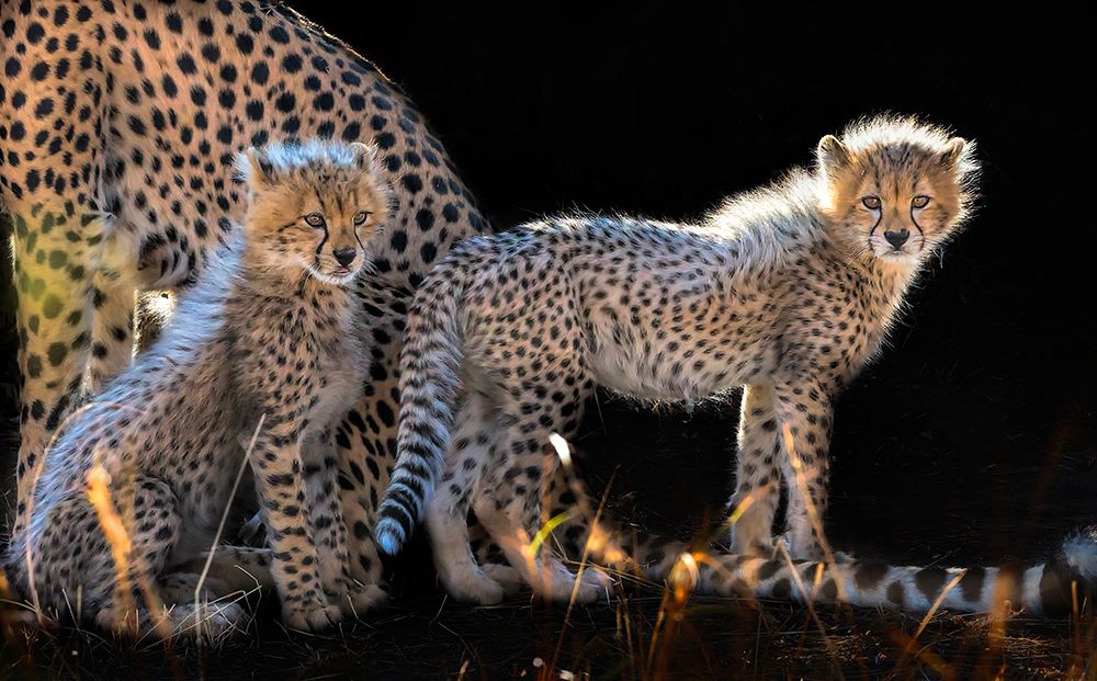 Baby Cheetahs art print by Jun Zuo for $57.95 CAD