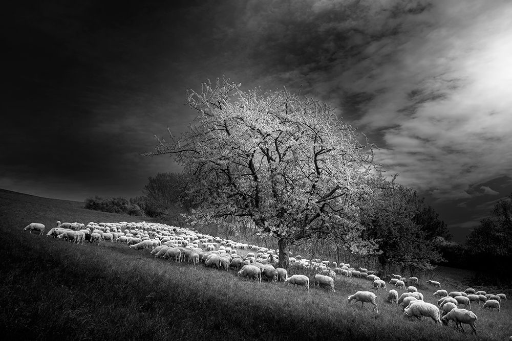 Rural Scene art print by Rasto Gallo for $57.95 CAD