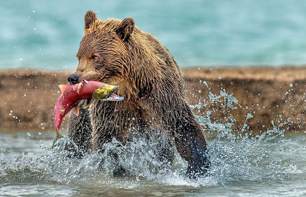 Fishing - Kamchatka-Russia art print by Giuseppe Damico for $57.95 CAD