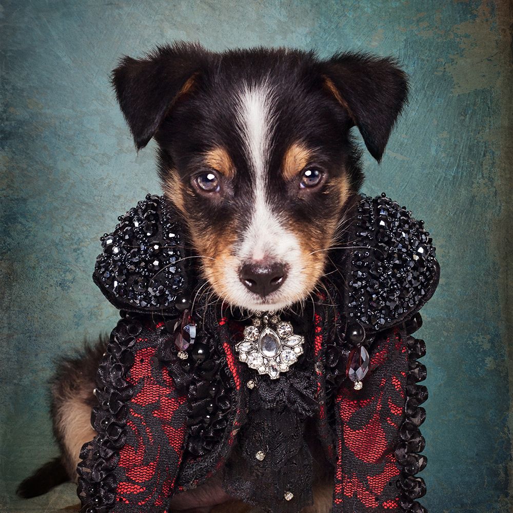 Shelter Pets Project - Loki art print by Tammy Swarek for $57.95 CAD