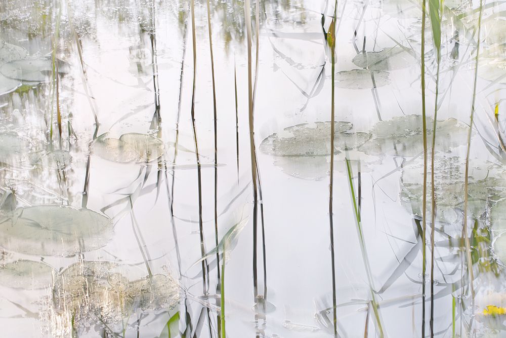 Lily Leaves art print by Nel Talen for $57.95 CAD