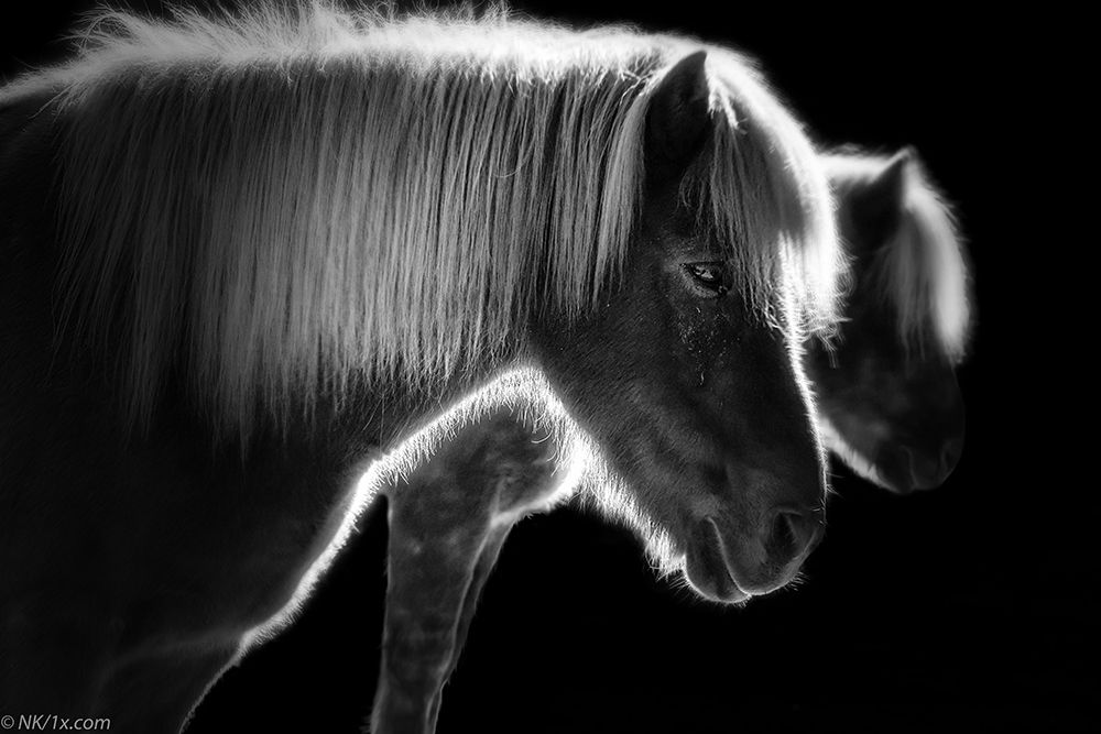 Two Beautiful Horses art print by Nic Keller for $57.95 CAD