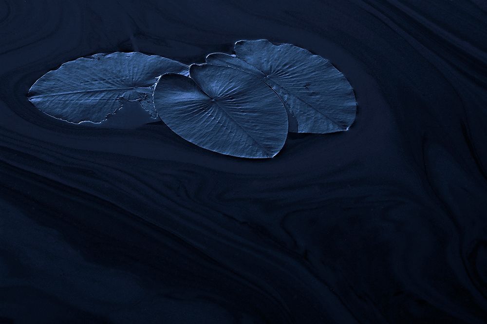 Leaf art print by Allan Wallberg for $57.95 CAD