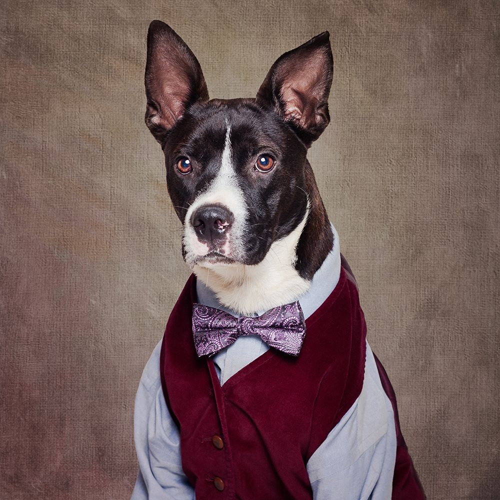 Shelter Pets Project - Petey art print by Tammy Swarek for $57.95 CAD