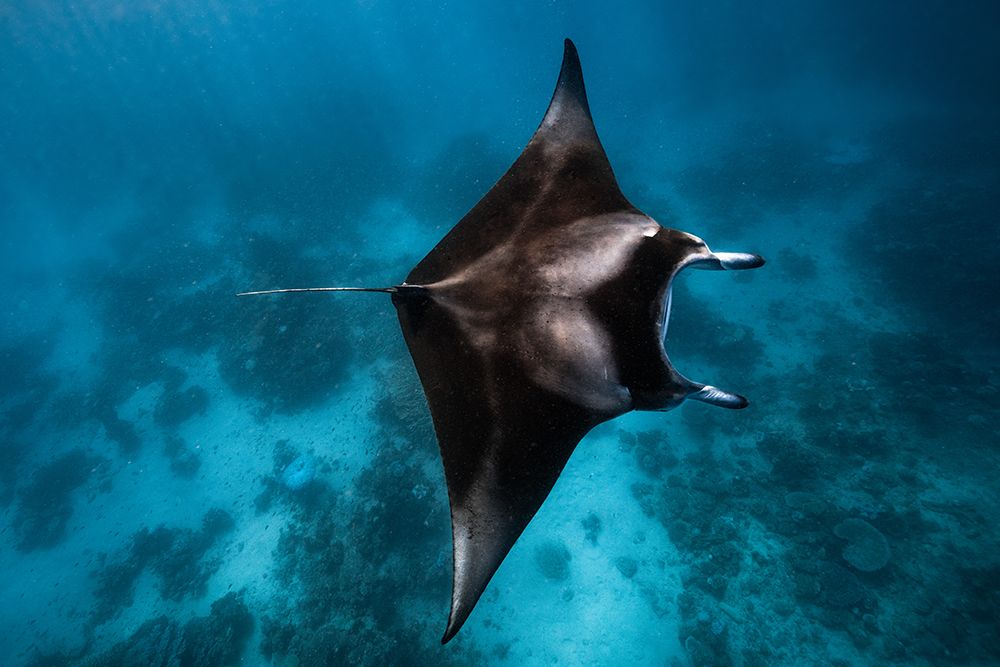 Manta Fly!!! art print by Barathieu Gabriel for $57.95 CAD