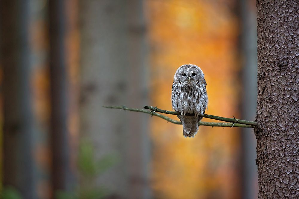 Tawny Owl art print by Milan Zygmunt for $57.95 CAD