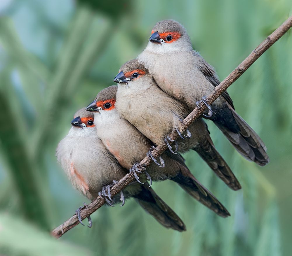 Common Waxbill art print by Cheng Chang for $57.95 CAD