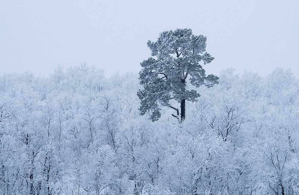 First Snow art print by Alexey Kharitonov for $57.95 CAD