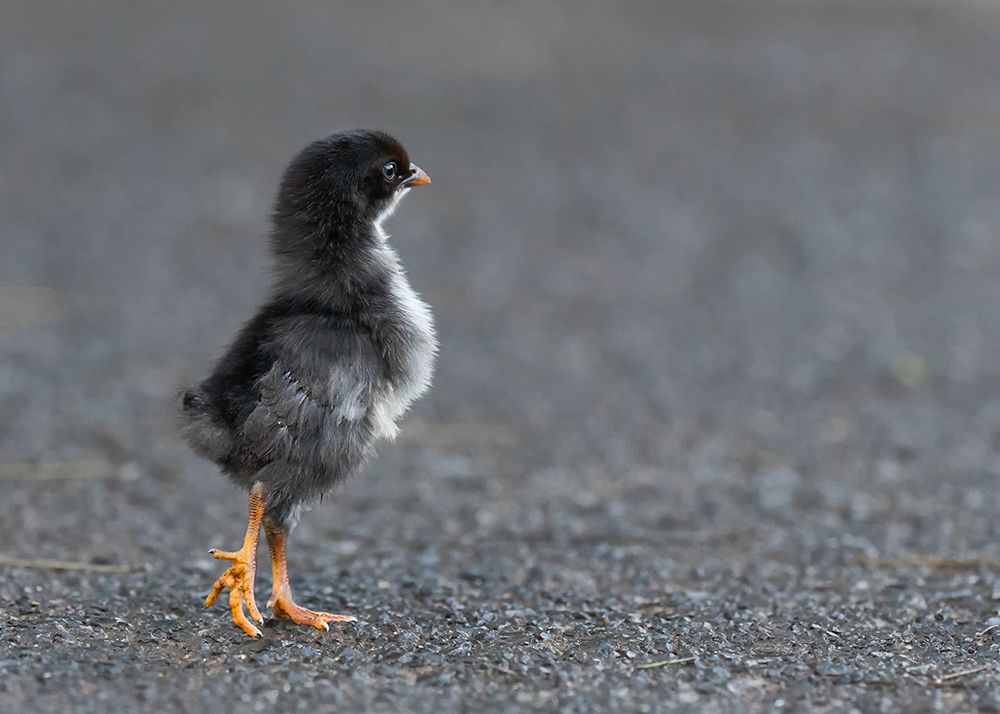 Where Did Mom Go? art print by Sufang Wang for $57.95 CAD