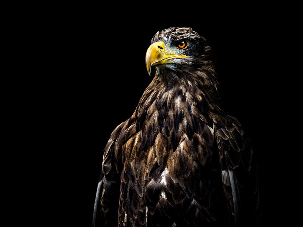 Ego art print by Christian Lechtenfeld for $57.95 CAD